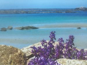 a bunch of purple flowers sitting on top of rocks near the water at Soizic' house in Trébeurden +4 photos