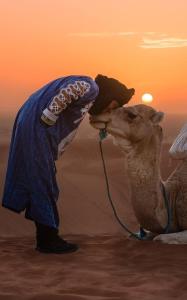 a camel in the desert with a person brushing its face at Merzouga dunes erg chabbi Camp in Merzouga