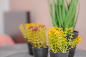 trois pots noirs remplis de fleurs sur une table dans l'établissement 1-Zimmer-Wohnung 58, à Lahr/Schwarzwald