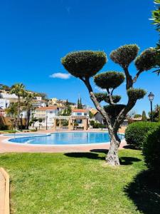 a tree in the grass next to a swimming pool at Chalet Estibaliz unifamiliar in Peñíscola