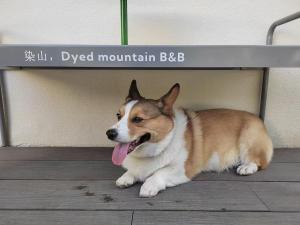 Domácí mazlíčci ubytovaní s hosty v ubytování Dyed Mount Boutique Hotel