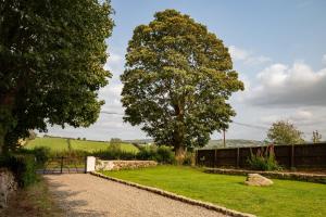 two trees in a garden with a gravel path at Croan Cottage in Mayobridge