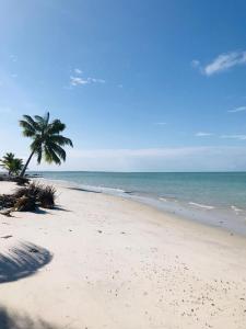 a beach with a palm tree and the ocean at Pousada Bella Maré in Goiana