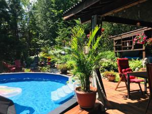 a swimming pool with a potted plant on a deck at PETIT COIN DE PARADIS in Sainte Anne des Lacs +25 photos