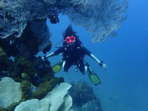 Gæster der bor på Dhitabila