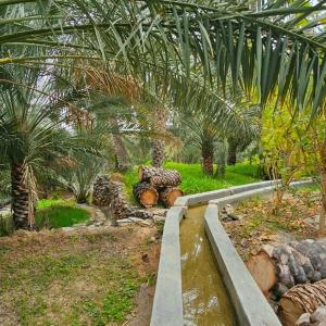 un jardin avec des bûches et des palmiers dans une serre dans l'établissement Jawharat Misfat Alabriyyn, à Misfāh