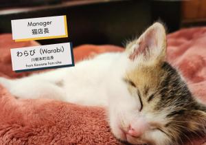 a kitten sleeping on a red blanket with a sign at Guesthouse Mikansei in Kawanehon