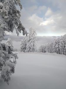 a snow covered forest with snow covered trees on a mountain at Superbe Studio Ambiance Chalet in Ustou +2 photos