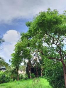 ムルドにあるGayatri holiday homeの草原の木々