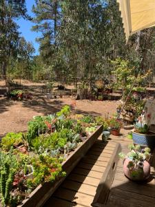 a garden with lots of plants on a patio at Cabaña en el Bosque in Isla Negra