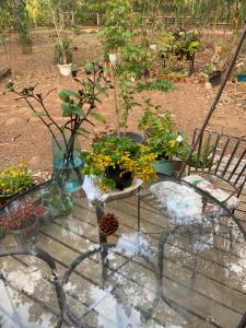a glass table with a bunch of potted plants on it at Cabaña en el Bosque in Isla Negra