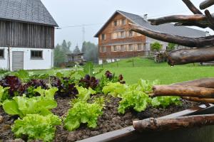 Zahrada ubytování Ferienhof Landerleben