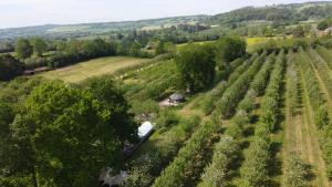 an aerial view of a vineyard with a house in the middle at Dragon Orchard Retreat in Ledbury