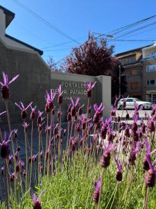 Portales de la Patagonia Apartments外面的花园