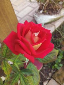 Una rosa roja está creciendo en un jardín. en Atelier House, en Florianópolis