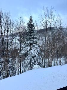 a snow covered pine tree on a snowy hill at Cozy Mountain Apartment with Cimone view in Faidello