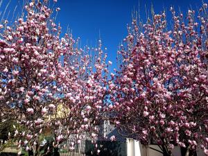 two pink flowering trees in front of a building at Serenity Garden in Stupinigi