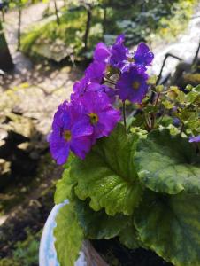 Fotografie z fotogalerie ubytování Meghpiyon Homestay v destinaci Pedong