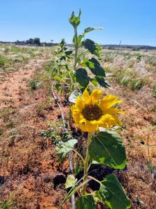 een zonnebloem in het midden van een onverharde weg bij Quentin Park Hideaway 1 in Peterborough