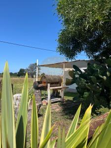 a plane is parked in a field with plants at Las Retamas in Chapadmalal