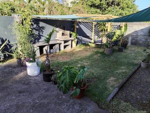a group of potted plants in a yard at L' hôte d'Elisa in Saint-Joseph