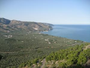 an aerial view of a vineyard next to the ocean at Mattinata Camping in Mattinata