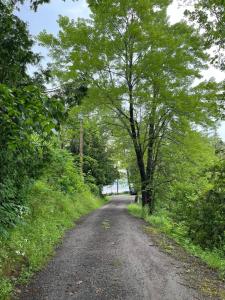 a dirt road with trees on either side at Shelley' Bay Bunkie 1 in Sharbot Lake +1 photo