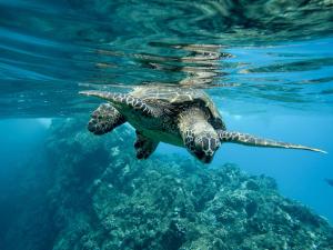 a green sea turtle swimming in the water at Hostal Dorys Mar in Puerto Baquerizo Moreno