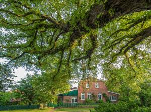 a large tree in front of a red brick house at Huus unner Lee 3 in Spiekeroog