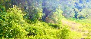 vistas a un frondoso bosque con árboles en Beautiful two bedroom house, en Lake Wales