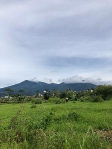 a field of green grass with mountains in the background at Bernice Homestay Syariah 1 Wonosobo in Wonosobo
