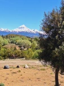 a tree in a field with mountains in the background at Domo Kumelén Mahuida in Junín de los Andes