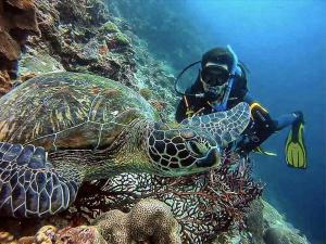 Hosté ubytování CNC DIVE RESORT at CEBU