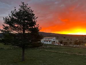 Ein Baum auf einem Feld mit Sonnenuntergang im Hintergrund in der Unterkunft Masía El Refugio in Villafranca del Cid