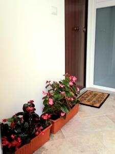 two potted plants sitting in front of a door at Casa delle begonie in Rome