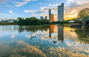 two swans swimming in a lake in a city at Đã đóng cửa in Cong Luận