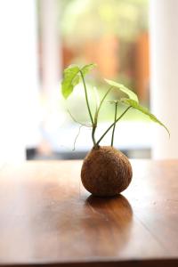 une plante poussant à partir d’un kiwi sur une table dans l'établissement Rovenluck Eco Cabana, à Weligama