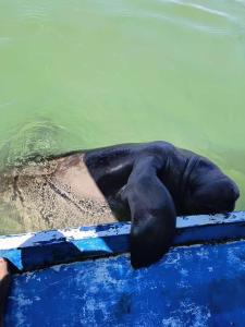een olifant die op een vlot in het water ligt bij Pousada Caribe Milagrense II in São Miguel dos Milagres