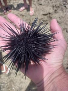 een hand die een zwarte haarbal vasthoudt bij Pousada Caribe Milagrense II in São Miguel dos Milagres