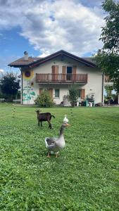 Kép Agriturismo Girasole szállásáról Fai della Paganellában a galériában