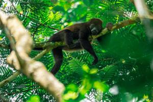 Fotografie z fotogalerie ubytování Quintaesencia Arte y Naturaleza v destinaci Guápiles