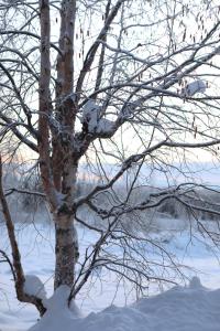 Gallery image of Luxury Northern Light Oasis in Fairbanks +50 photos