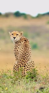 Afbeelding uit fotogalerij van Wild Heart Safari Camp in Sekenani