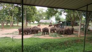 Altri animali domestici presso l'affittacamere o nei dintorni