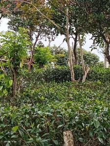 A garden outside Sapugolla Family Resort