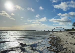 - deux chiens jouant dans l'eau sur la plage dans l'établissement Ferienresidenz Haus Vogelflug Strandresidenz Vogelflug App 10, à Fehmarn 3 autres photos
