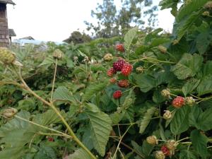 a bunch of berries on a raspberry plant at La Posada del Colono in Puerto Clocker