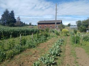 a field of crops with a building in the background at La Posada del Colono in Puerto Clocker