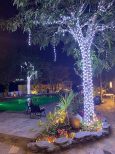 a tree with lights on it next to a pool at TamCoc Moon An Bungalow & Cafe in Ninh Binh