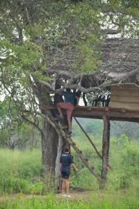 Gallery image of Habarana Wildwood Treehouse in Habarana